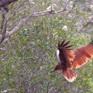 Haliaeetus leucogaster at Birtinya, QLD - 20 May 2025 by jb2602