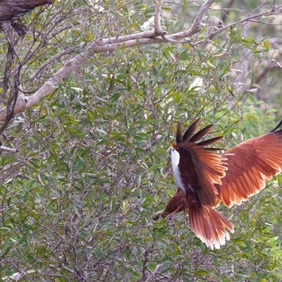 Haliastur indus (Brahminy Kite) at Birtinya, QLD - 20 May 2025 by jb2602