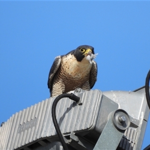 Falco peregrinus (Peregrine Falcon) at Kambah, ACT - Today by LineMarie