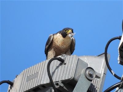 Falco peregrinus (Peregrine Falcon) at Kambah, ACT - 28 May 2025 by LineMarie