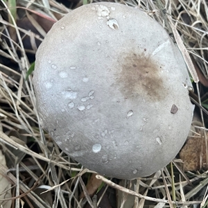 Unverified Cap on a stem; gills below cap [mushrooms or mushroom-like] at Yarralumla, ACT - Today by Jennybach