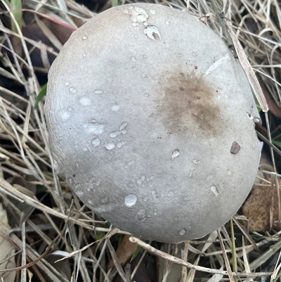 Unverified Cap on a stem; gills below cap [mushrooms or mushroom-like] at Yarralumla, ACT - 28 May 2025 by Jennybach
