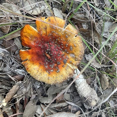 Amanita muscaria (Fly Agaric) at Yarralumla, ACT - 28 May 2025 by Jennybach