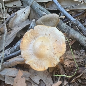 Unverified Cap on a stem; gills below cap [mushrooms or mushroom-like] at Yarralumla, ACT - Today by Jennybach