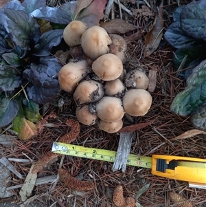 Coprinellus disseminatus at Chapman, ACT - Today by Nick43