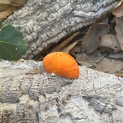 Unverified Fungus at Yarralumla, ACT - 28 May 2025 by Jennybach