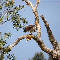 Pandion haliaetus (Osprey) at Currimundi, QLD - 20 May 2025 by jb2602