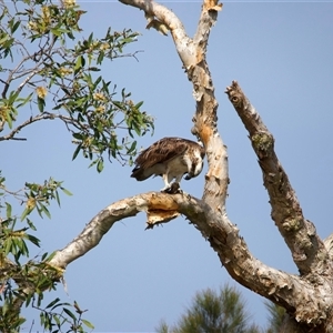 Pandion haliaetus at Currimundi, QLD - suppressed