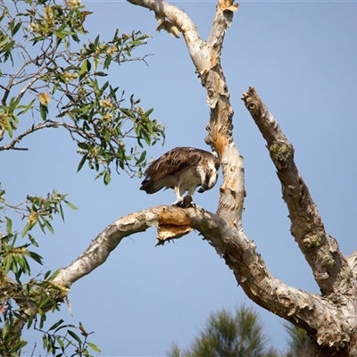Pandion haliaetus (Osprey) at Currimundi, QLD - 20 May 2025 by jb2602