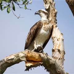 Pandion haliaetus at Currimundi, QLD - suppressed