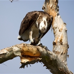 Pandion haliaetus at Currimundi, QLD - suppressed
