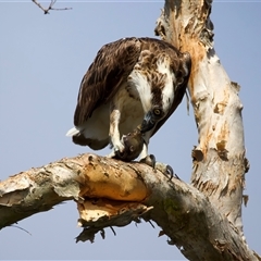 Pandion haliaetus at Currimundi, QLD - suppressed