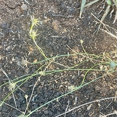 Unverified Other Wildflower or Herb at Yarralumla, ACT - Yesterday by Jennybach