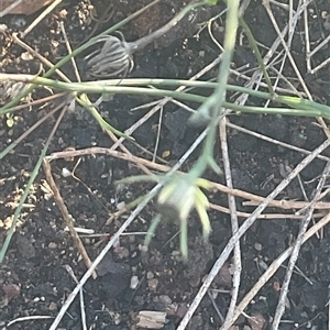 Tolpis barbata at Yarralumla, ACT - 28 May 2025 03:28 PM