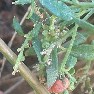 Einadia nutans subsp. nutans at Yarralumla, ACT - Yesterday by Jennybach