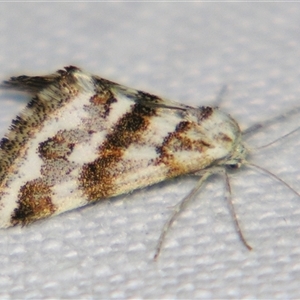 Unverified Geometer moth (Geometridae) at Quilpie, QLD - 1 Nov 2009 by PJH123