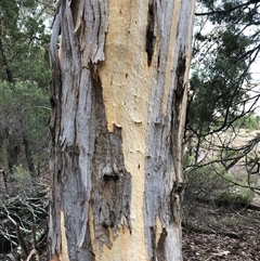 Eucalyptus blakelyi at Crowther, NSW - 28 May 2025 by Frecko