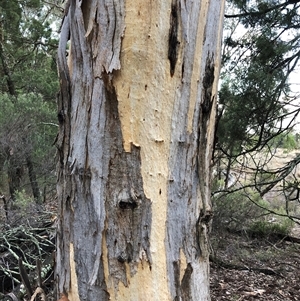 Eucalyptus blakelyi at Crowther, NSW - Today by Frecko