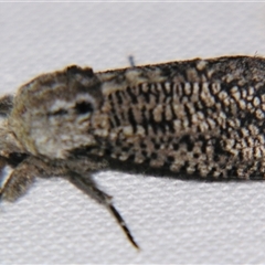 Endoxyla amphiplecta (A Cossid moth (Zeuzerinae) at Quilpie, QLD - 1 Nov 2009 by PJH123