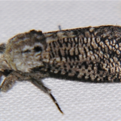 Endoxyla amphiplecta (A Cossid moth (Zeuzerinae) at Quilpie, QLD - 1 Nov 2009 by PJH123