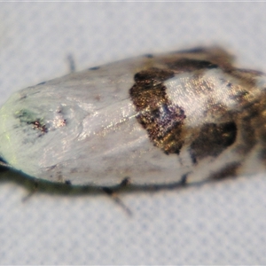 Unverified Noctuoid moth (except Arctiinae) at Quilpie, QLD - 1 Nov 2009 by PJH123