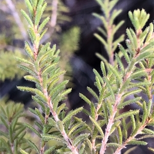 Dillwynia phylicoides at Crowther, NSW - Today by Frecko