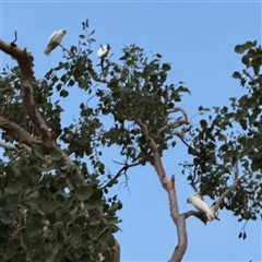 Cacatua galerita at Townsville City, QLD - 28 May 2025 by Hejor1