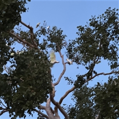 Cacatua galerita at Townsville City, QLD - 28 May 2025 05:56 PM