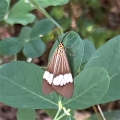 Nyctemera baulus (Asian Magpie Moth) at Townsville City, QLD - 28 May 2025 by Hejor1