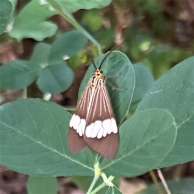 Nyctemera baulus (Asian Magpie Moth) at Townsville City, QLD - 28 May 2025 by Hejor1