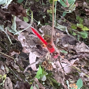 Diplacodes sp. at Townsville City, QLD - Today by Hejor1