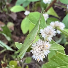 Atractomorpha australis (Australian Grass Pyrgomorph) at Townsville City, QLD - 28 May 2025 by Hejor1