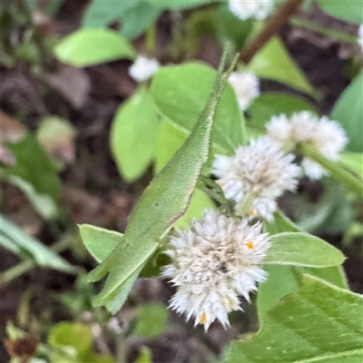 Atractomorpha australis (Australian Grass Pyrgomorph) at Townsville City, QLD - 28 May 2025 by Hejor1