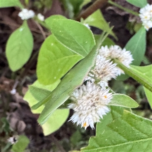 Atractomorpha australis at Townsville City, QLD - 28 May 2025 05:38 PM