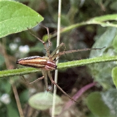 Oxyopes (genus) (Lynx spider) at Townsville City, QLD - 28 May 2025 by Hejor1