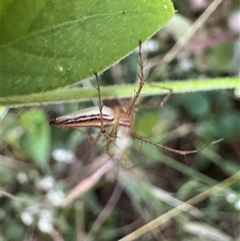Oxyopes (genus) at Townsville City, QLD - 28 May 2025 05:34 PM