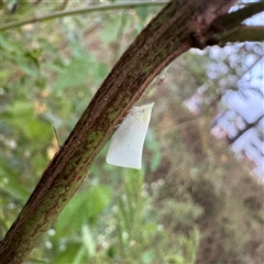 Colgar sp. (genus) (Pink Planthopper) at Townsville City, QLD - 28 May 2025 by Hejor1