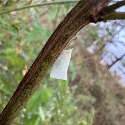 Colgar sp. (genus) (Pink Planthopper) at Townsville City, QLD - 28 May 2025 by Hejor1