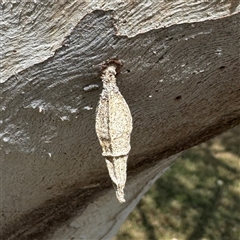 Hyalarcta nigrescens (Ribbed Case Moth) at Townsville City, QLD - 28 May 2025 by Hejor1