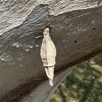 Hyalarcta nigrescens (Ribbed Case Moth) at Townsville City, QLD - 28 May 2025 by Hejor1