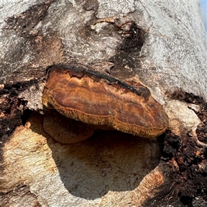 zz Polypore (shelf/hoof-like) at Townsville City, QLD - Today by Hejor1