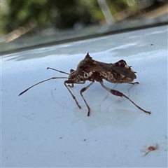 Coreidae (family) at Townsville City, QLD - 28 May 2025 by Hejor1