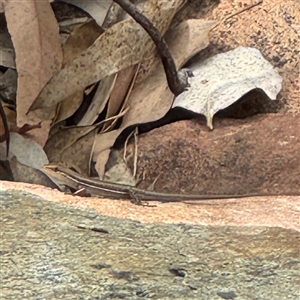 Carlia amax at Townsville City, QLD - Today by Hejor1