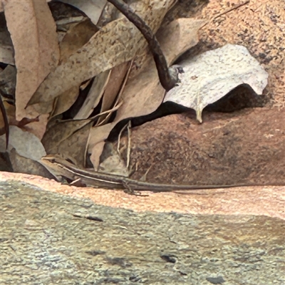 Carlia amax at Townsville City, QLD - 28 May 2025 by Hejor1