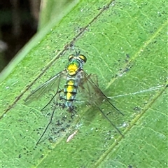 Dolichopodidae (family) at Townsville City, QLD - 28 May 2025 by Hejor1