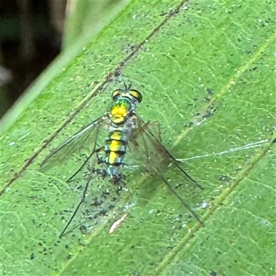 Dolichopodidae (family) at Townsville City, QLD - 28 May 2025 by Hejor1