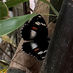 Hypolimnas bolina at Townsville City, QLD - 28 May 2025 by Hejor1
