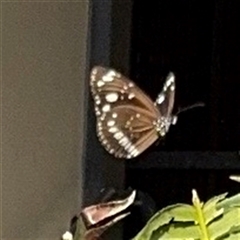 Euploea corinna at Townsville City, QLD - 28 May 2025 by Hejor1