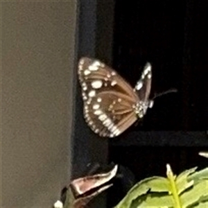 Euploea corinna at Townsville City, QLD - Today by Hejor1