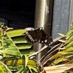Euploea corinna at Townsville City, QLD - 28 May 2025 01:10 PM